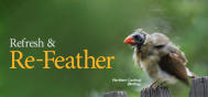 EDU Molting & Nesting 2107E